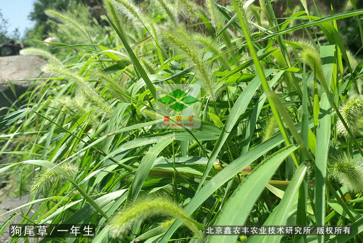 狗尾草種子狗尾巴花狗尾巴草